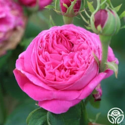 Yolande De Aragon -HEIRLOOM ROSES Sales yolanda de aragon 16