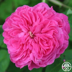 Yolande De Aragon -HEIRLOOM ROSES Sales yolande de aragon 19