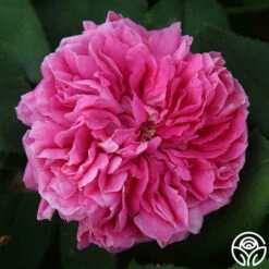 Yolande De Aragon -HEIRLOOM ROSES Sales yolande de argon 1