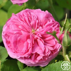 Yolande De Aragon -HEIRLOOM ROSES Sales yolande de argon 2