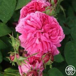 Yolande De Aragon -HEIRLOOM ROSES Sales yolande de argon 3