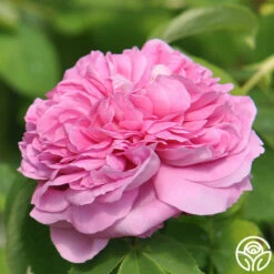 Yolande De Aragon -HEIRLOOM ROSES Sales yolande de argon 6