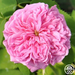 Yolande De Aragon -HEIRLOOM ROSES Sales yolande de argon 7