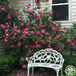 Zéphirine Drouhin -HEIRLOOM ROSES Sales zephirine drouhin 11 1