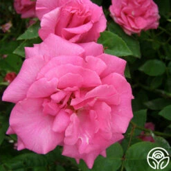 Zéphirine Drouhin -HEIRLOOM ROSES Sales zephirine drouhin 5 1