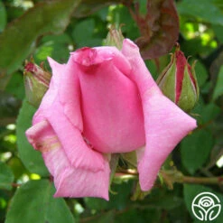 Zéphirine Drouhin -HEIRLOOM ROSES Sales zephirine drouhin 6 1