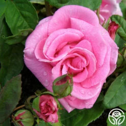 Zéphirine Drouhin -HEIRLOOM ROSES Sales zephirine drouhin 7 1