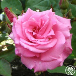 Zéphirine Drouhin -HEIRLOOM ROSES Sales zephirine drouhin 8 1